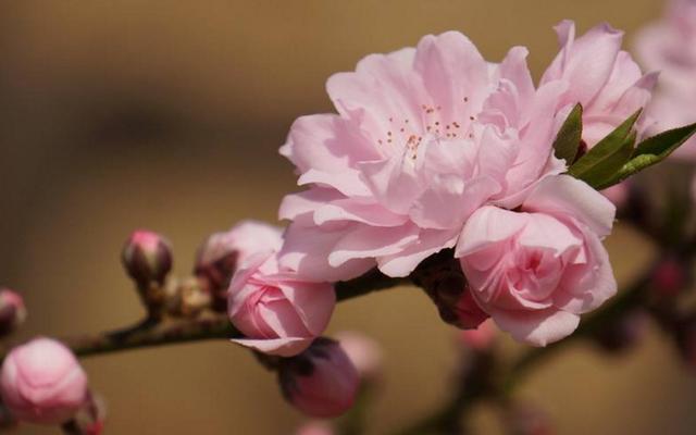 桃花運與桃花劫,區別在哪裡