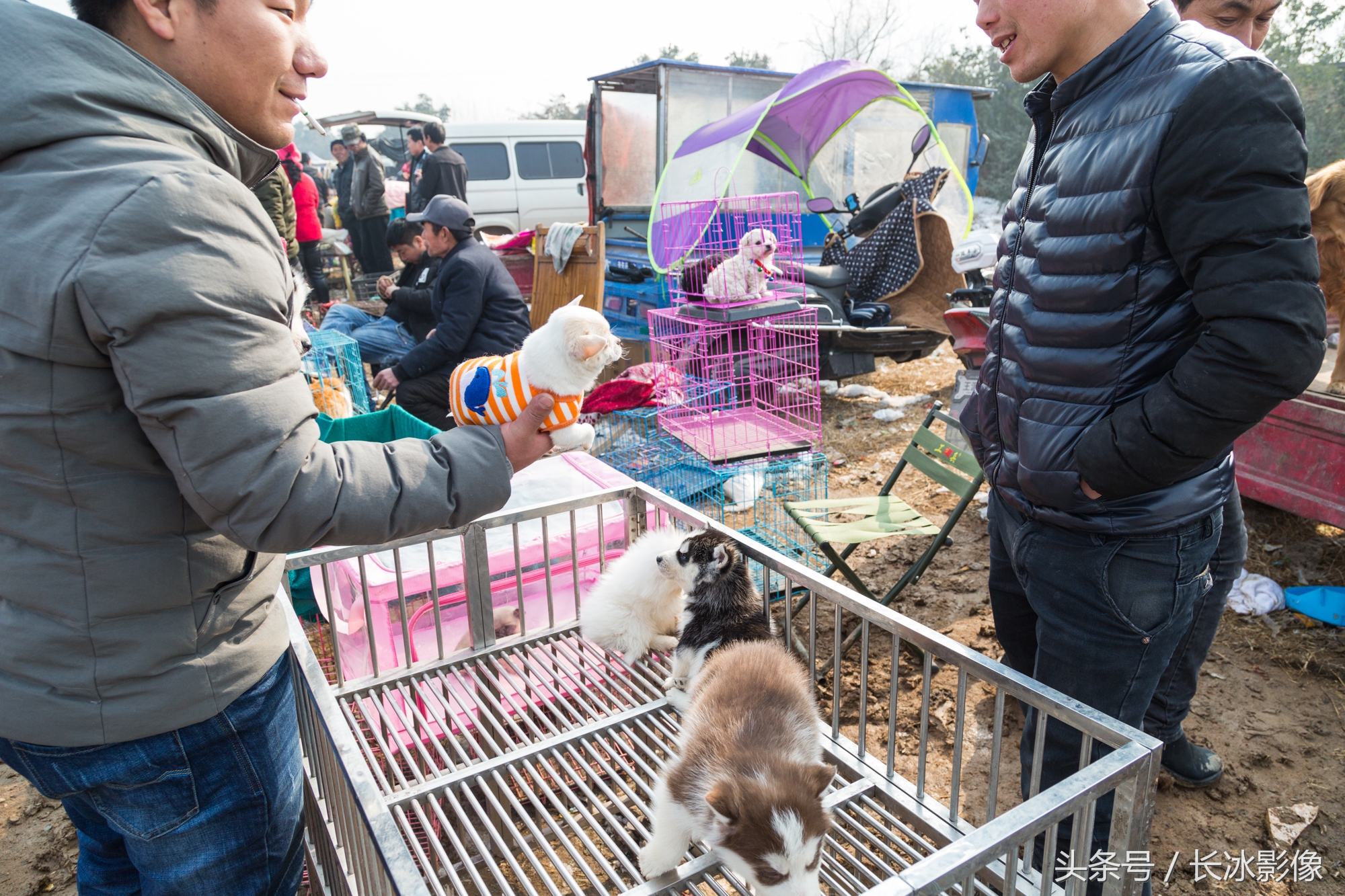 迎接狗年西安狗市卖狗热闹 挑一只旺财回家不离不弃