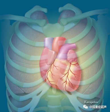 心脏和乳房位置图片图片