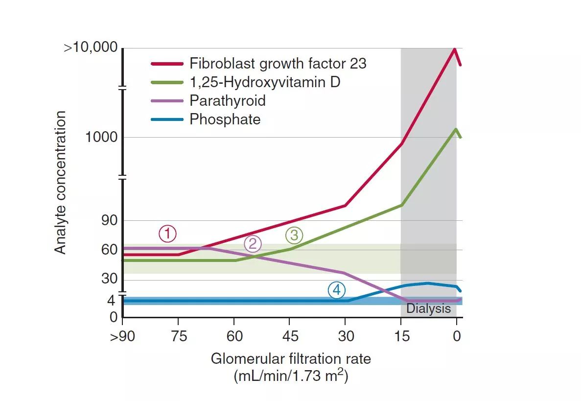 ckd-mbd第五关-两图读懂:慢性肾衰钙磷代谢紊乱发病机理