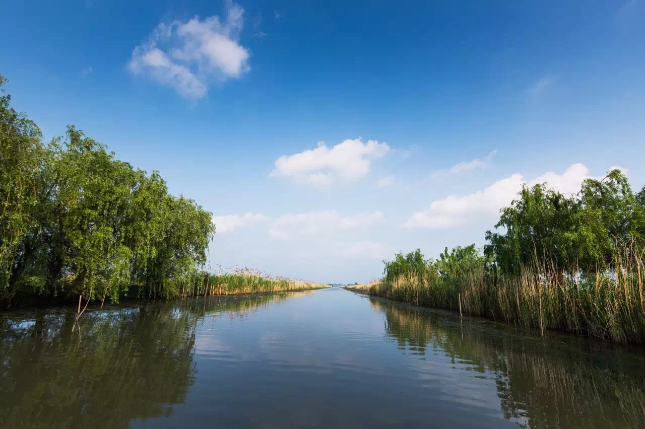 美在高邮湖,醉在芦苇荡|高邮湖芦苇荡湿地公园