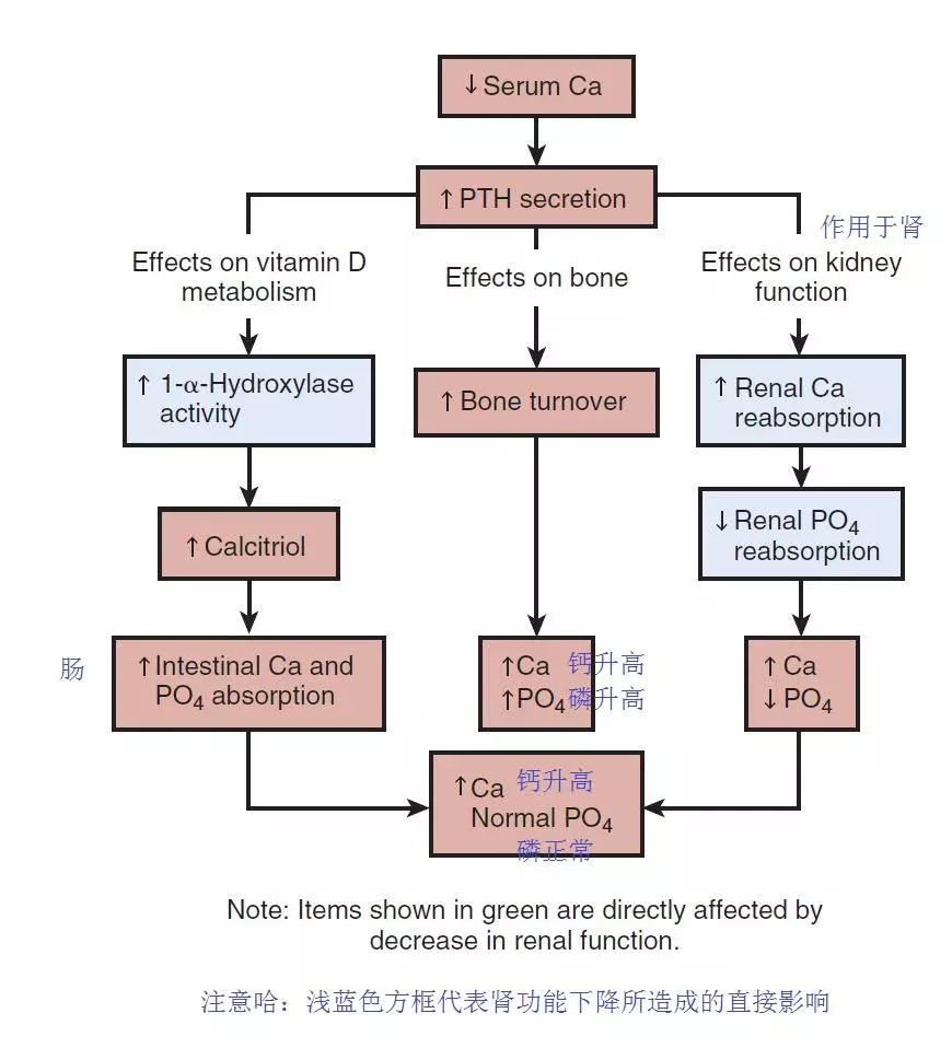 ckdmbd第五关两图读懂慢性肾衰钙磷代谢紊乱发病机理