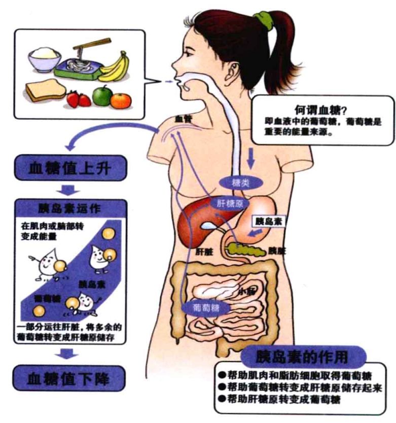 胰岛素的作用与危害图片