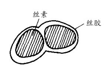 吐絲將四周的簇枝聯結起來,不規則地反覆纏繞若干回,形成蠶繭外面的