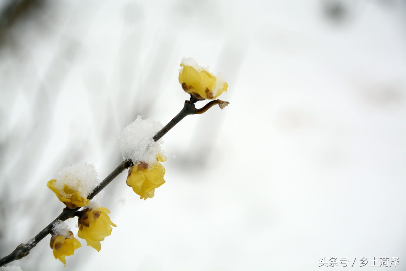 霜雪寒天傲然开放的蜡梅花