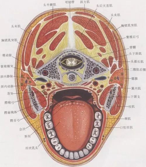 頸部有哪些肌肉血管和神經