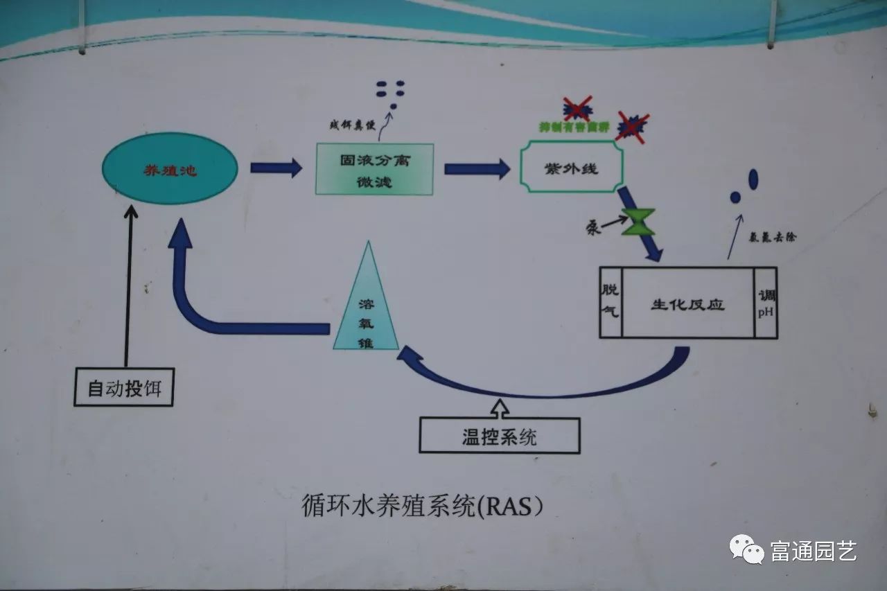 循環水養殖系統——開啟工業化水產養殖新時代