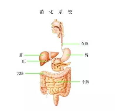 時有胸骨後受阻,停頓,疼痛感