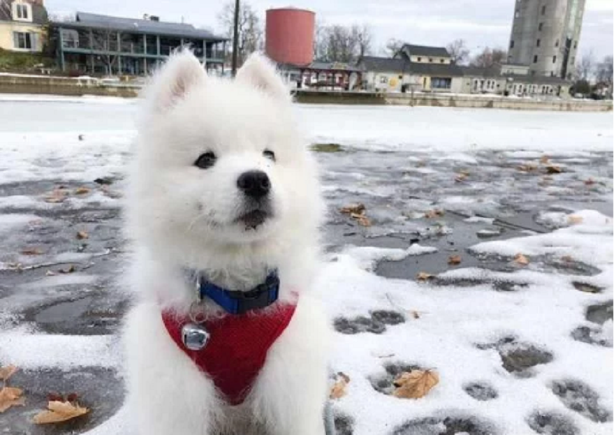 微笑天使薩摩耶汪星人知名組合雪橇三傻中的一股清流