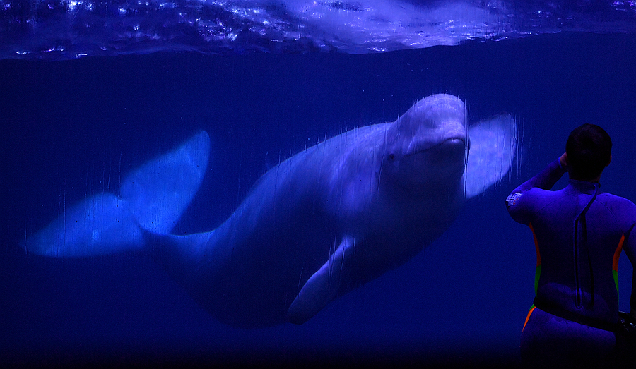 白鲸(学名:delphinapterus leucas)额头向外隆起突出且圆滑,嘴喙很短