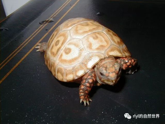 紅腿陸龜的飼養從入門到繁殖下