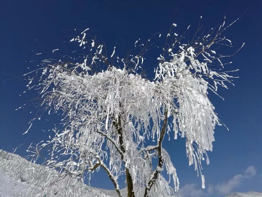 一陣陣歡樂的叫喊聲,把樹枝上的雪都震落下來了.