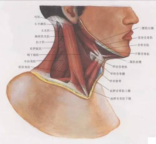 颈部有哪些肌肉,血管和神经?