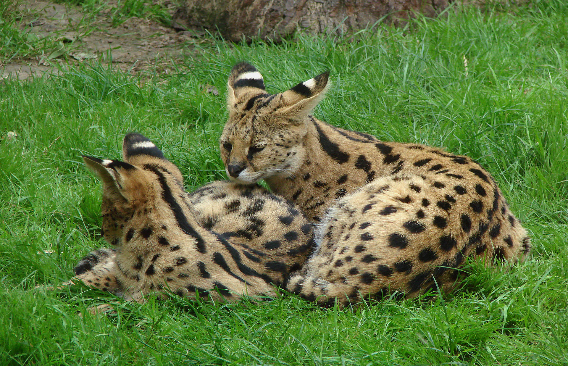 易危虎貓屬虎貓leopardus pardalis——無危小斑虎貓leopardus