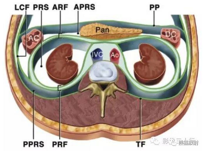解剖丨腹膜后间隙包懂包会