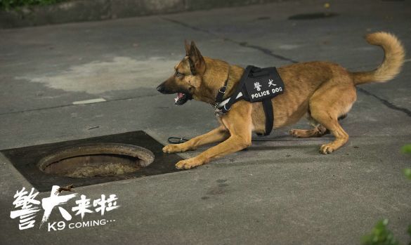 警犬来啦国产犬的骄傲昆明犬