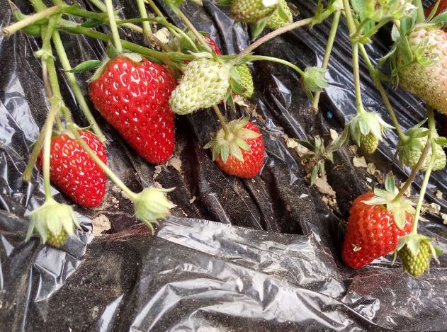 草莓,完美的减肥水果!非要说缺点就只有一个