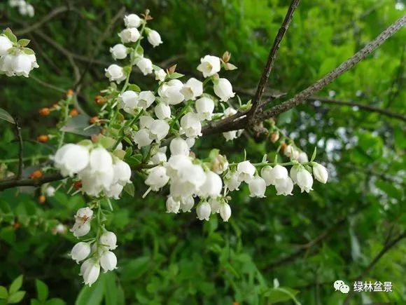 乌饭树开花图片图片