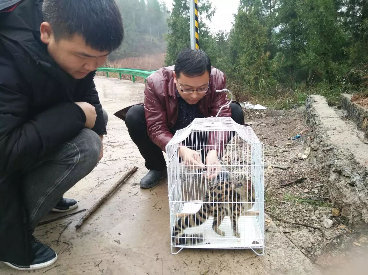 餘慶縣放生一隻國家二級野生保護動物斑林狸