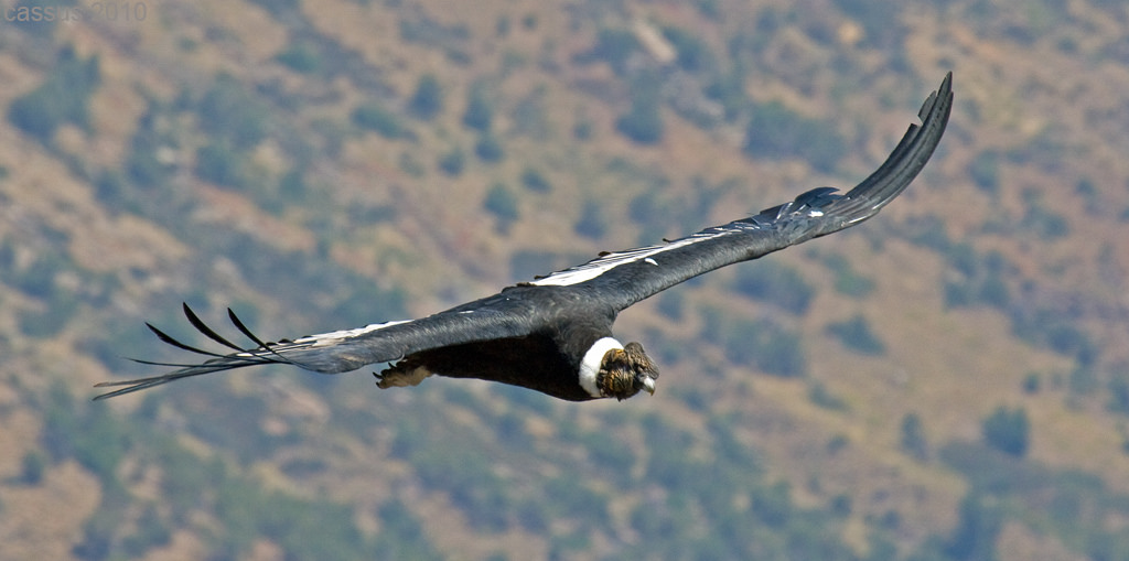 世界上最大的飞禽翼展超3米雄性和雌性在喙部存在不同之处