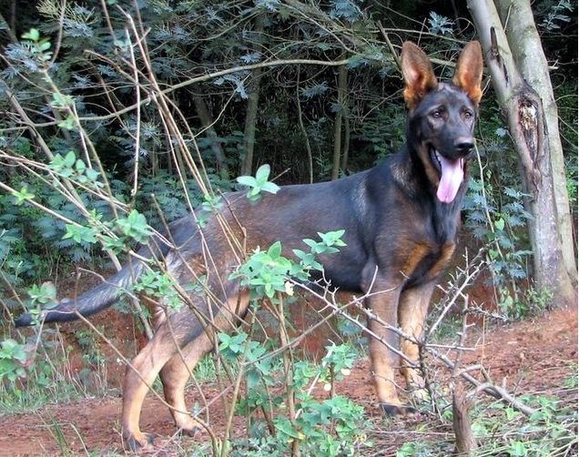 警犬来啦国产犬的骄傲昆明犬