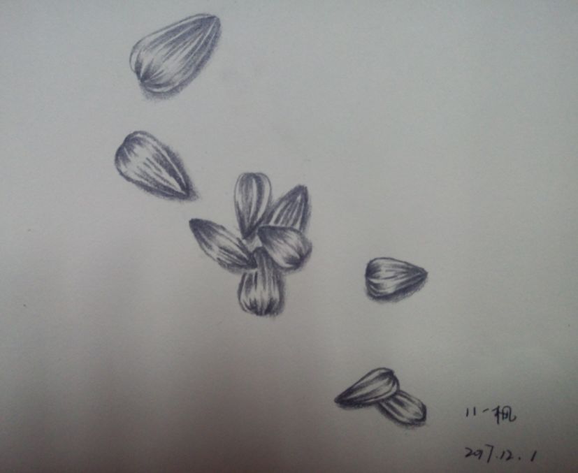 瓜子壳素描图片
