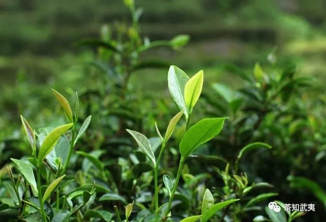 就拿武夷岩茶来说,岩茶的品质,与其生长的环境息息相关,因此,完全撇开