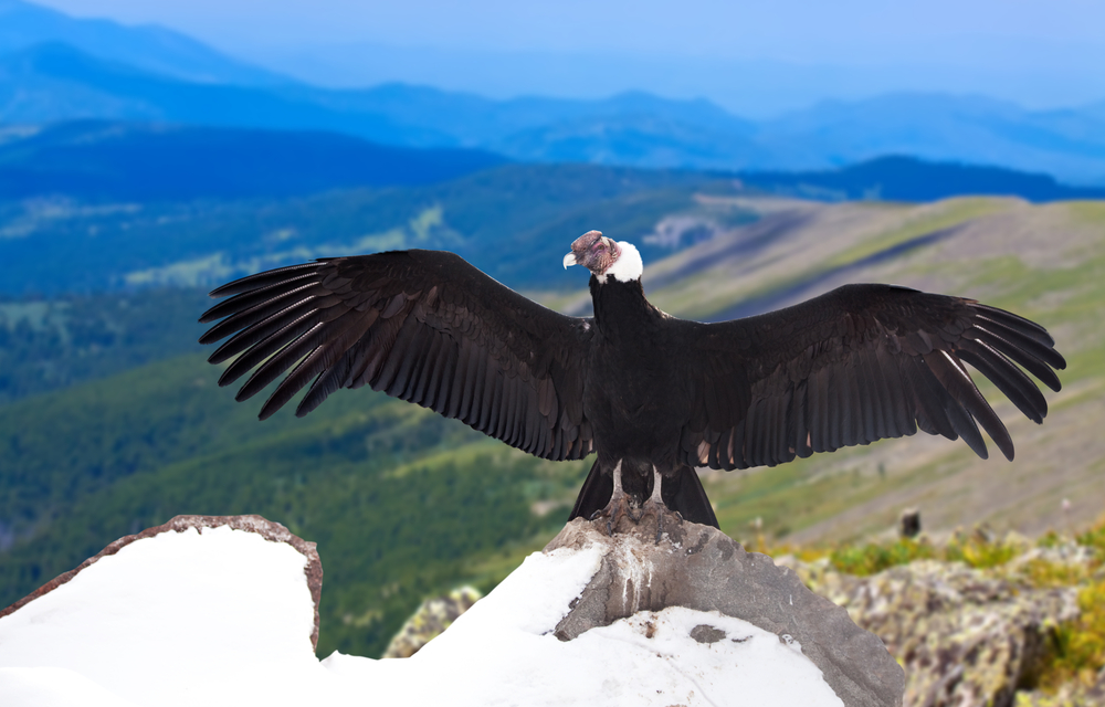 世界上最大的飞禽,翼展超3米,雄性和雌性在喙部存在不同之处