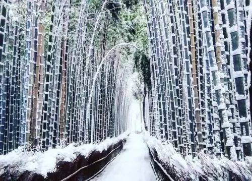 雪中的楠竹林下雪天的咸寧約上好友帶著全家人找個湯池美美的泡上一泡