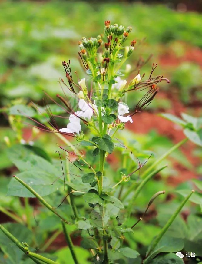 李白與安陸白花菜