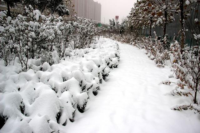 河南连发40条暴雪蓝色预警!洛阳,信阳等多地迎来降雪