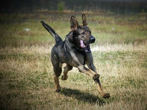 警犬来啦国产犬的骄傲昆明犬