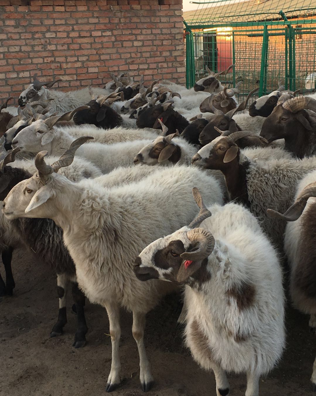 甘南藏羊品种图片