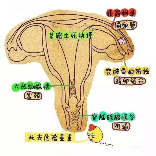 精子进入输卵管图片