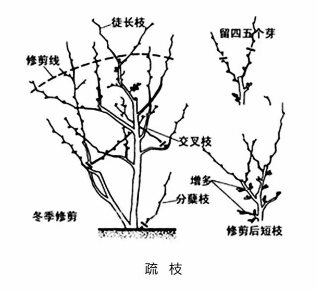 冬季花草该怎么打理?放任不管你就输了