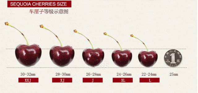 车厘子型号区分图图片