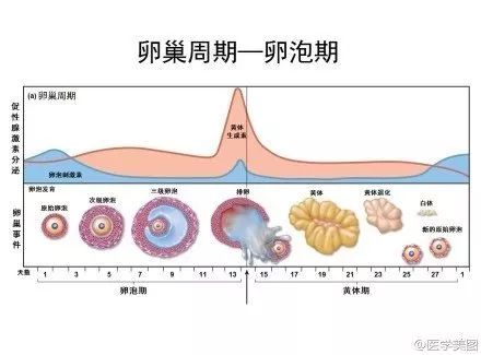 受妊娠期子宮張力影響,部分腹直肌纖維斷裂,導致不同程度的腹直肌分離