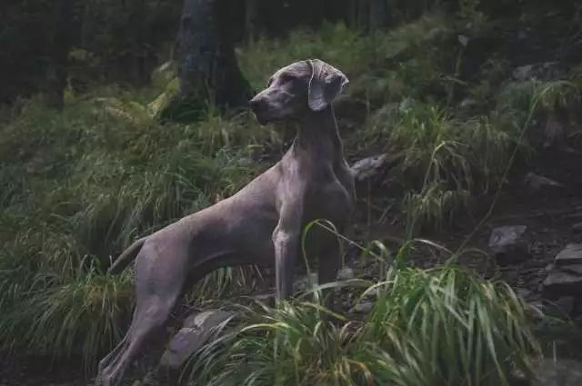 威瑪獵犬;該犬起初用途是追捕大型獵物,現在用途則多為槍獵犬,伴侶犬