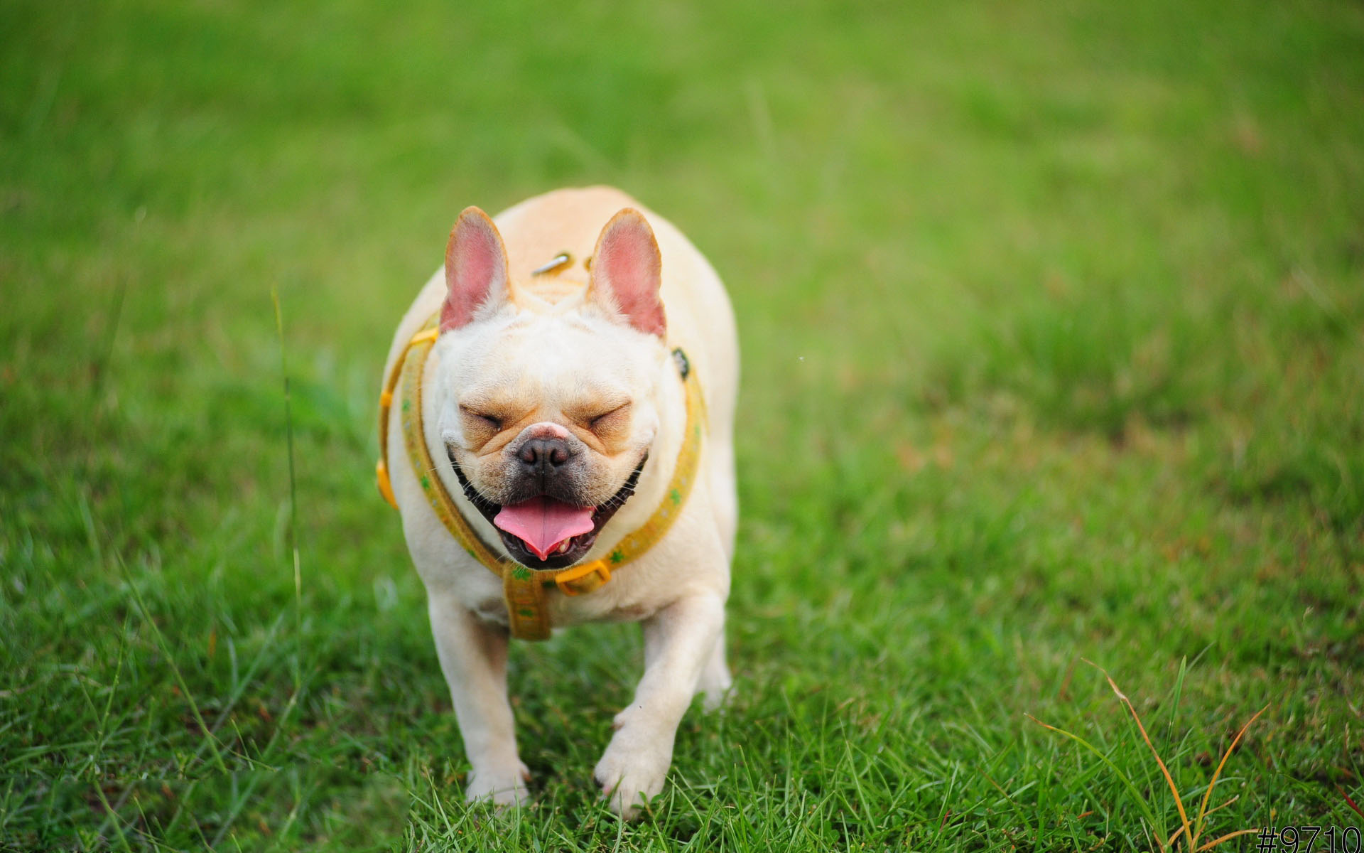 养宠知识 斗牛犬拉褐色的稀 斗牛犬拉稀褐色的大便