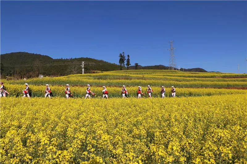 草海泛舟,攀岩垂钓,今年峨山油菜花节大有玩常,你来是不来?