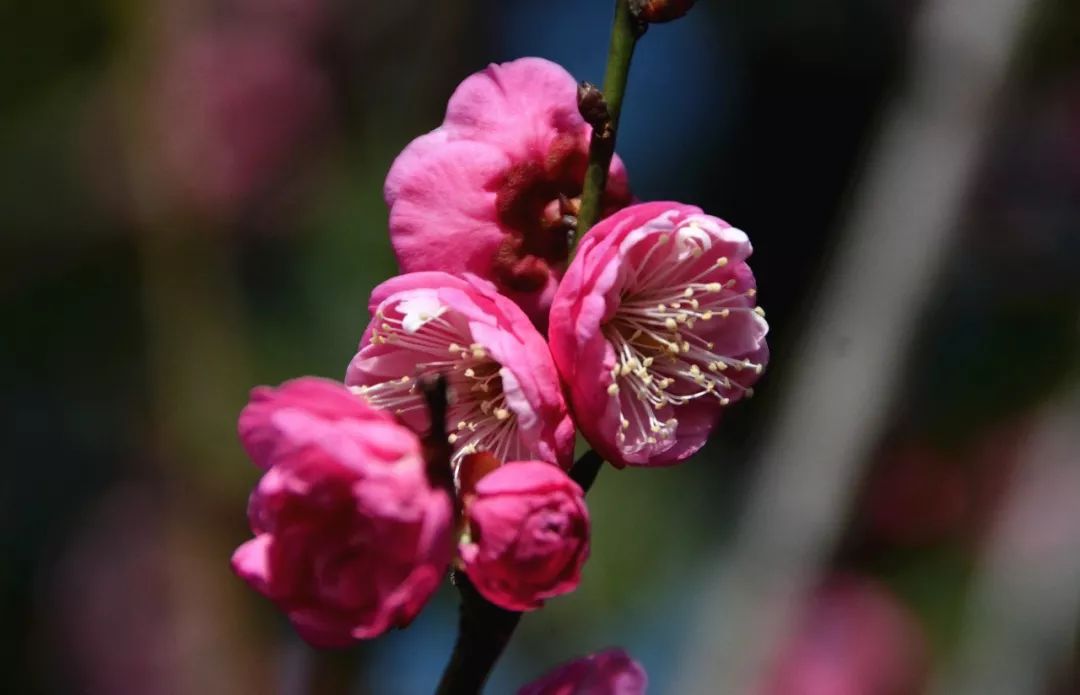 宁德市区冬季颜值最高的樱花,梅花开啦!就在这里,快来!