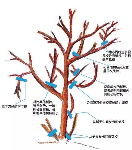 了解果树生理