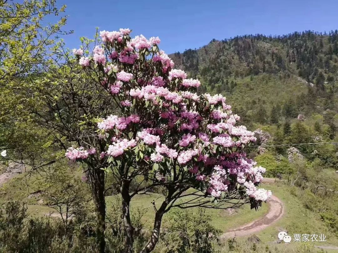 马边大风顶杜鹃花图片