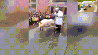 杀猪被猪踢到锅边动图图片