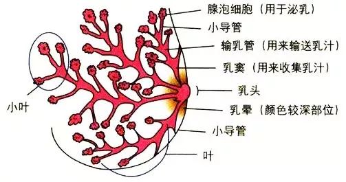 输乳孔是乳腺管的开口