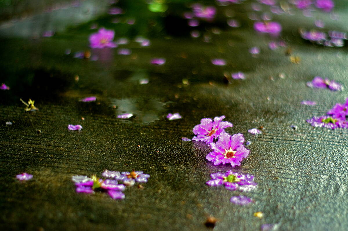 (图片来源于网络 暮春的时节里,经常的雨季总会打落一地飞花,影响着