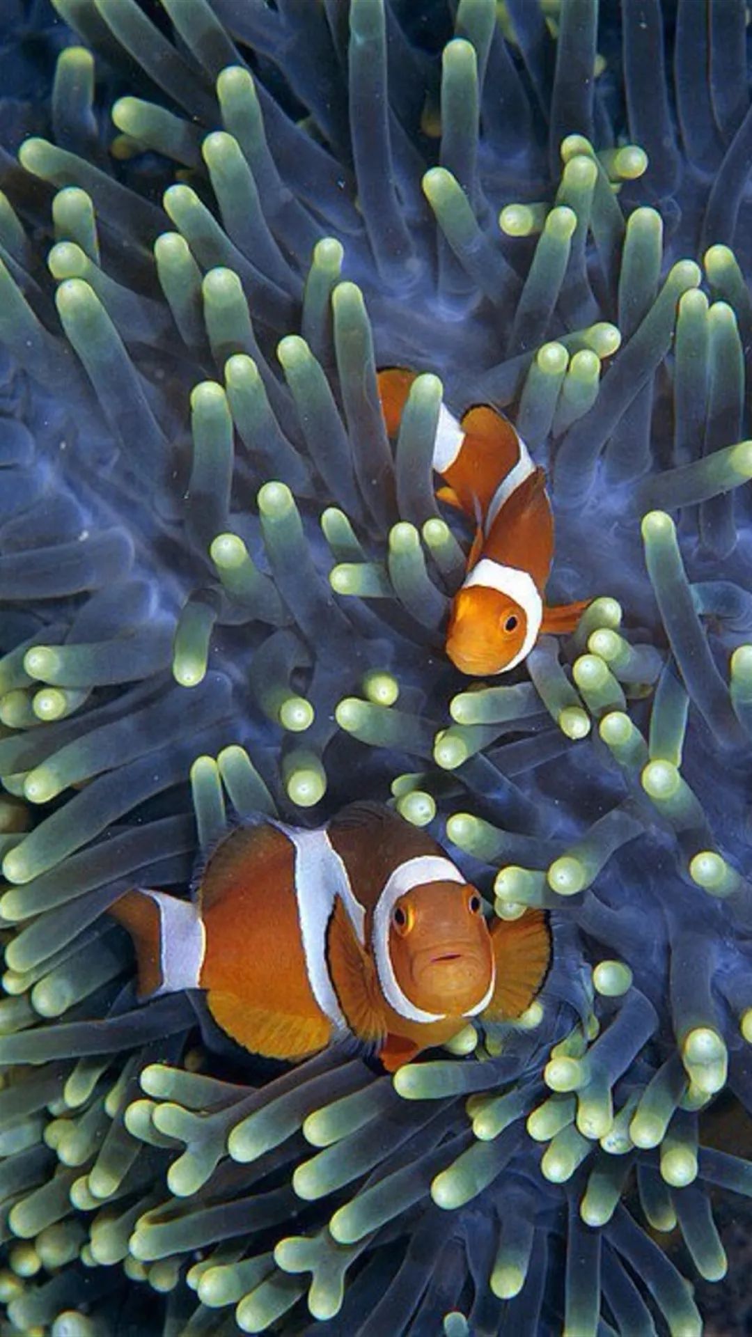 多姿多彩的海底生物壁纸