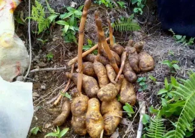 农村深山里的这种野货很珍贵,但村民辛苦挖来只能当土豆卖!
