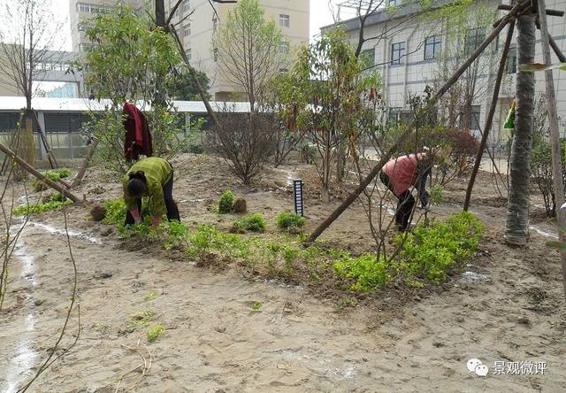 现场微地形堆坡及绿化种植工艺标准