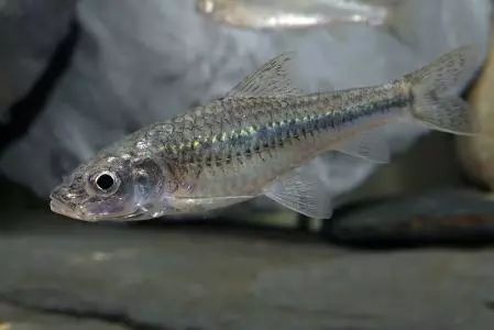 银鮈鱼 百科图片